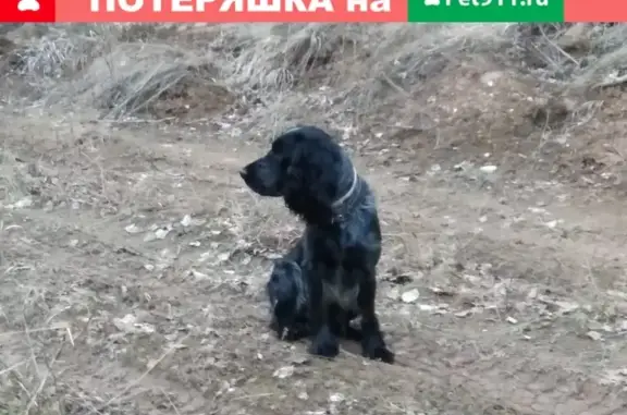 Собаки потеряшки, городской округ Первоуральск, фото: Потеряшка собака Шуга в лесном массиве около станции Дидино