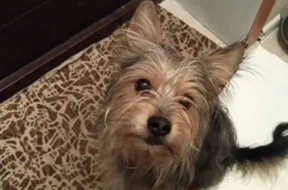 Найденные животные Старый Оскол, фото: Найдена собака ищет хозяев в Солнечном