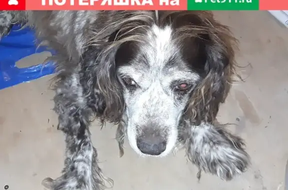 Найдена собака в Буняково, ищем хозяина