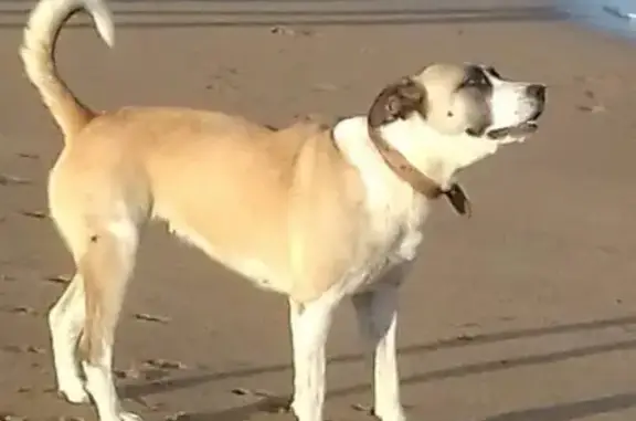 Пропала собака Мегги в Приморском, Крым.