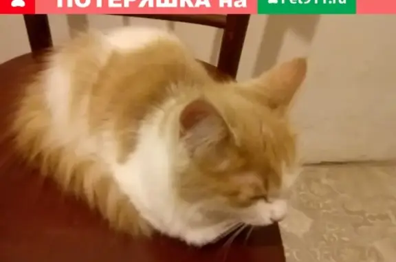 Найдена кошка на улице Связистов, 5