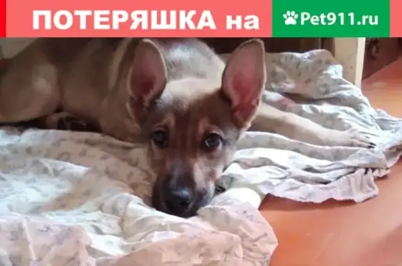 Собака найдена на улице Николаева