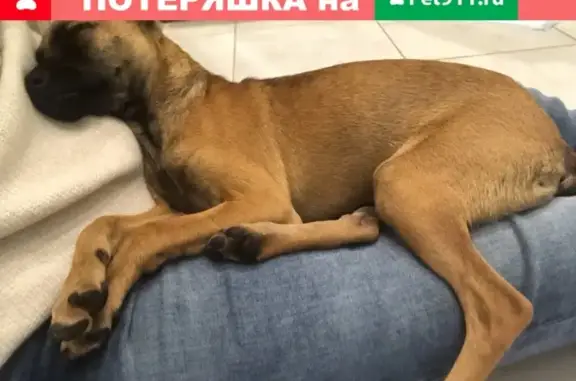 Найдена собака на улице Конева, 8