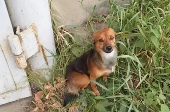 Найдена собака на Братской улице, Иркутск