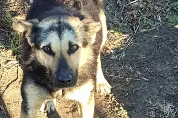Найдена ласковая собака в поселке Сибирская долина, ищем хозяина или новый дом