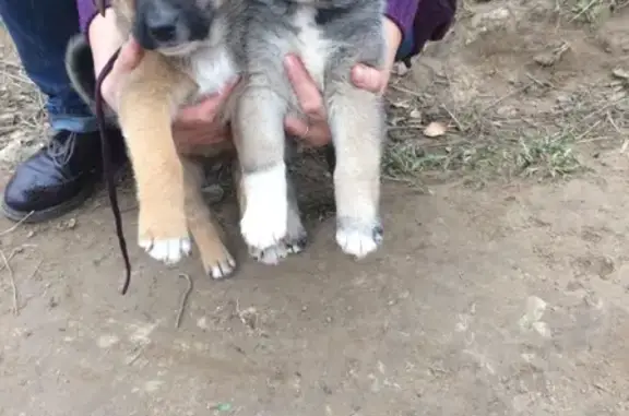 Найдена собака с щенками в селе Талеж, Чеховский район