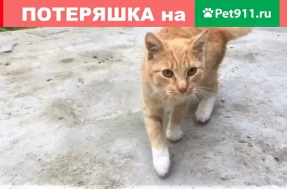 Найден котенок на улице Южной в Твери