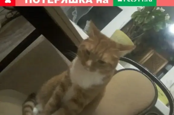 Пропала кошка в Хабаровске, Фабричный пер.