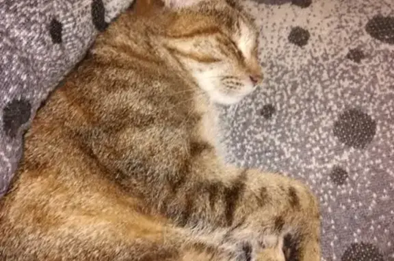 Найдена домашняя кошка на ул. XX Партсъезда, 62, Омск