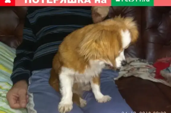 Найдена маленькая собачка в Новобессергеневке