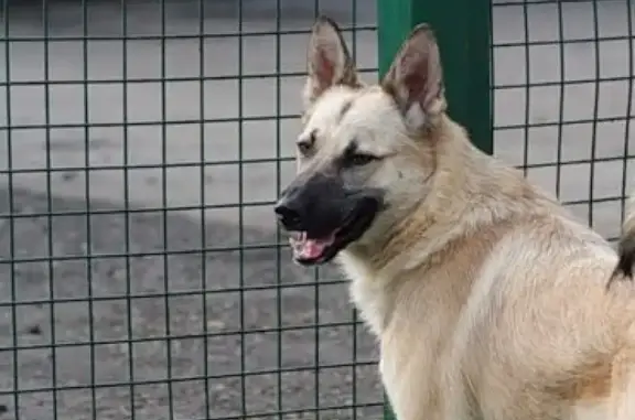 Пропала собака в Ленинском районе МО, помогите найти!