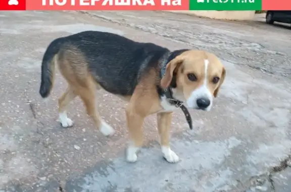 Собака найдена на ул. Шабалина, 29