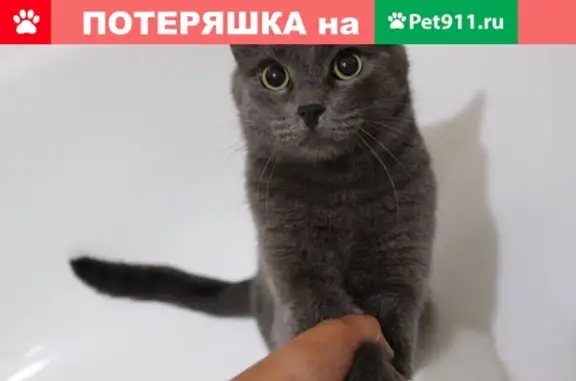 Пропала кошка Кася на пр. Мира, Нижнекамск, РТ