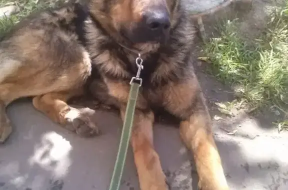 Найдена собака на Ленинском проспекте, ищем новых хозяев.