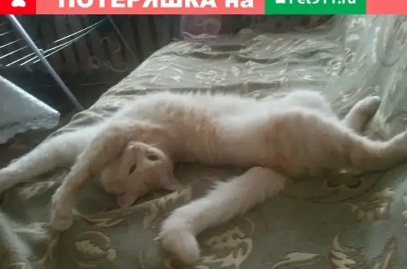 Пропала кошка Шин на ул. 15 лет Октября, Тверь