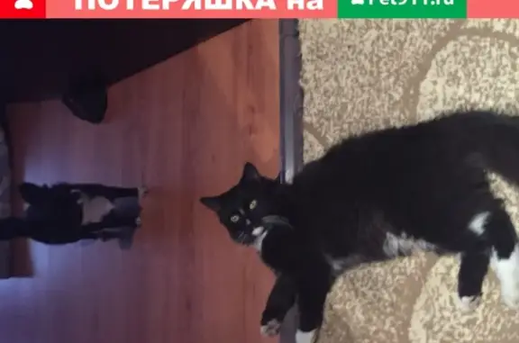 Найден черный кот с белой грудкой в Москве, Локомотивный проезд 3.