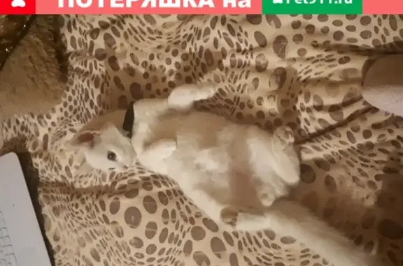 Кошки потеряшки, Запрудня, фото: Потеряшка кот Декс на ул. Корсакова, 33 (МО, Запрудня)