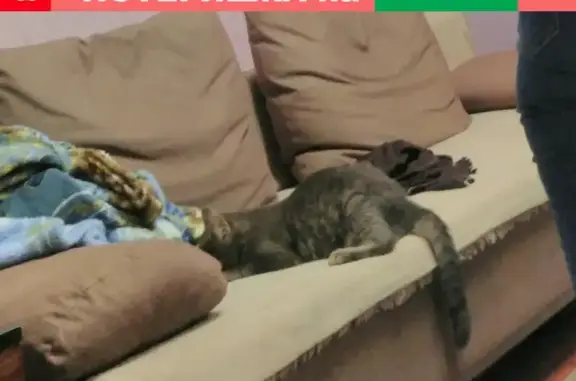 Кошки потеряшки, Таремское, фото: Потеряшка кот Барсик в селе Таремское, помогите найти!