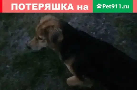 Найдена красивая собака в Самаре - ищет дом