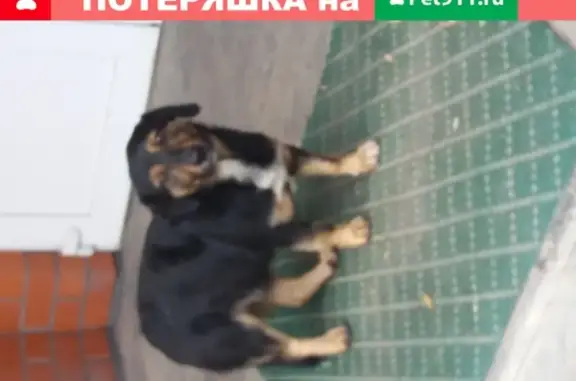 Собака найдена возле ФКУ ГБ МСЭ на Гремяченской, 15 в Курске