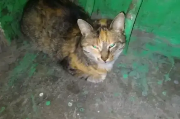 Найден кот в Среднеуральске, ищем хозяев.