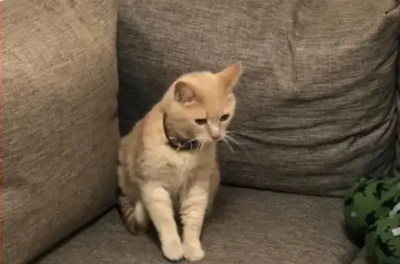 Кошки потеряшки, Инальцево, фото: Потеряшка кошка в Инальцево, помогите найти!