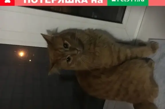 Найдена ручная кошка на Ленинградском проспекте, 52