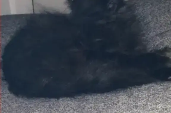 Кошки потеряшки, Центральный, фото: Потеряшка кошка на ул. Металлургов 20, вознаграждение