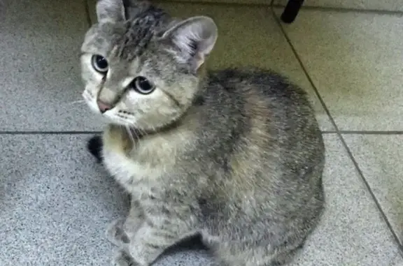 Найдена домашняя кошка на Садовой-Карентной, Москва