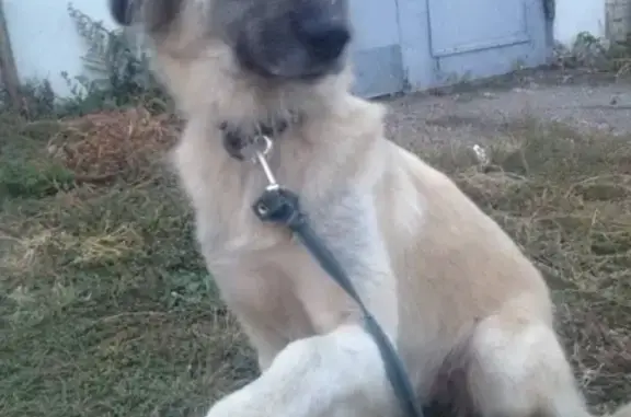 Пропала собака Роза в центре Сызрани, Самарская область