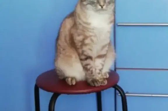 Потерянные животные Ярославль, фото: Пропала кошка на ул. Чайкиной 7 в Ярославле