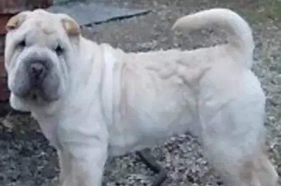 Пропала собака Шарпей в районе 7-Ветров, Волгоград