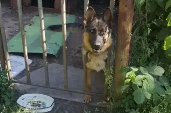 Пропала собака-немецкая овчарка в Воронеже, ул. Чапаева