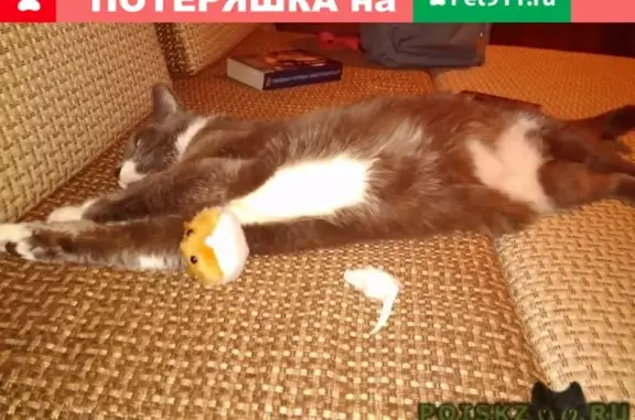 Пропала кошка в Пушкино, улица Надсоновская.