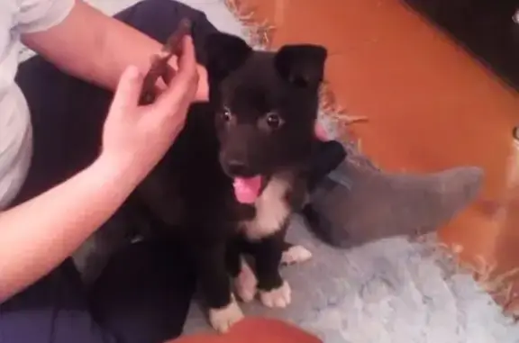 Найден щенок девочка в Мурманской области