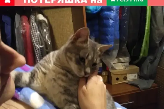 Найден домашний серый кот в Рязани, тел.