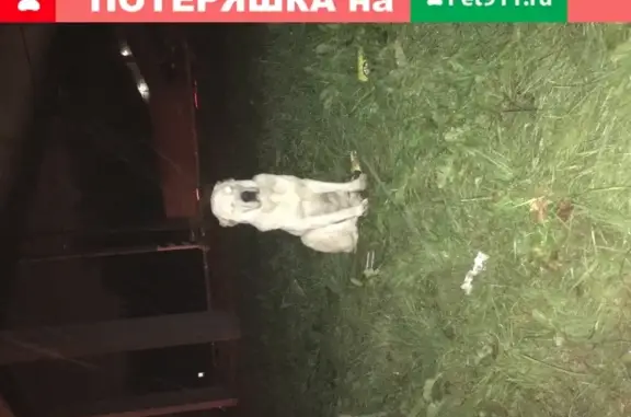 Найдена собака в Ржавках, ищет хозяина