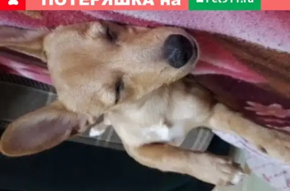 Пропала собака Дина на ул. Декабристов в Братске
