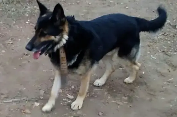 Найдена собака в Эдельвейсе, ищем хозяина