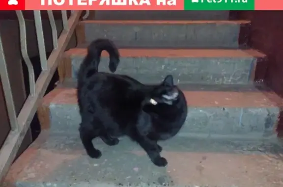 Найдена кошка на ул. Коммунистическая 110 В