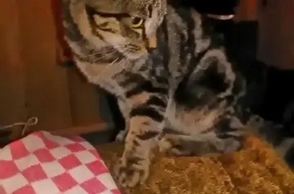 Кошки потеряшки, Новоселово, фото: Потеряшка кошка Макс в районе Парка Победы, Новосёлово