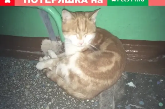 Найден рыжий кот на пр. Октября, Юрюзань
