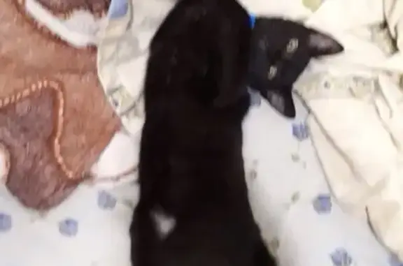 Пропала черная кошка в Геленджике на улице Маяковского