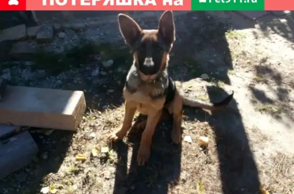 Пропала собака в п. Мирный, Рязанская обл.
