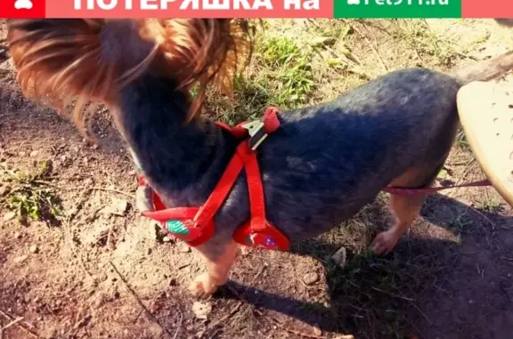 Пропала собака в Подольске