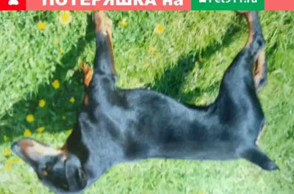 Пропала собака в Софрино, ягдтерьер, чипированная.
