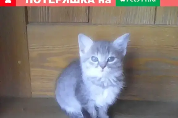 Найдена умная кошка на Сухой Самарке в СДТ Изыскатель