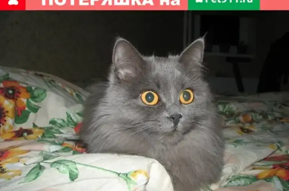 Пропала кошка Тучка в деревне Афонино, Нижегородская область