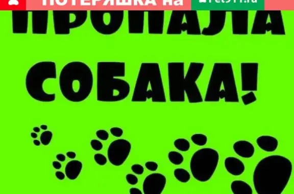 Пропала собака Барик, Н. Новгород, ул. Мончегорская 19к3