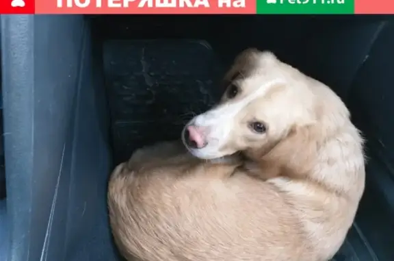 Собака найдена у ТЦ Версаль, ул. Блюхера, Новосибирск